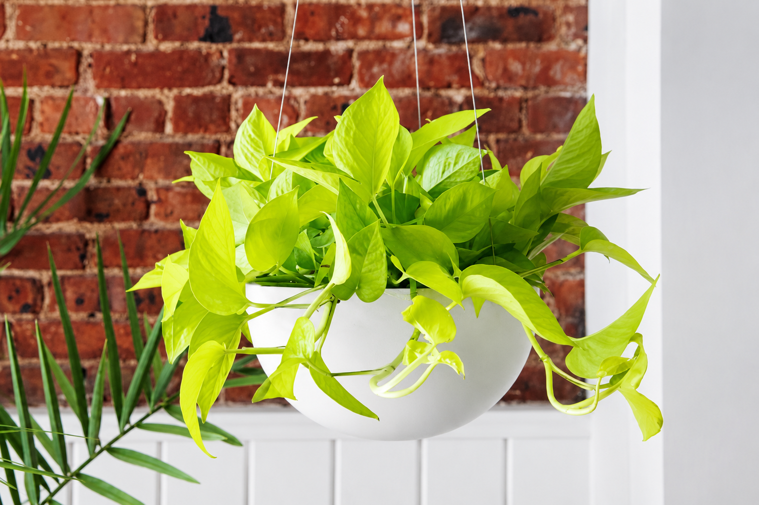 Neon Pothos Care: How to Grow a Bright, Healthy Houseplant  Green Thumb  Haven
