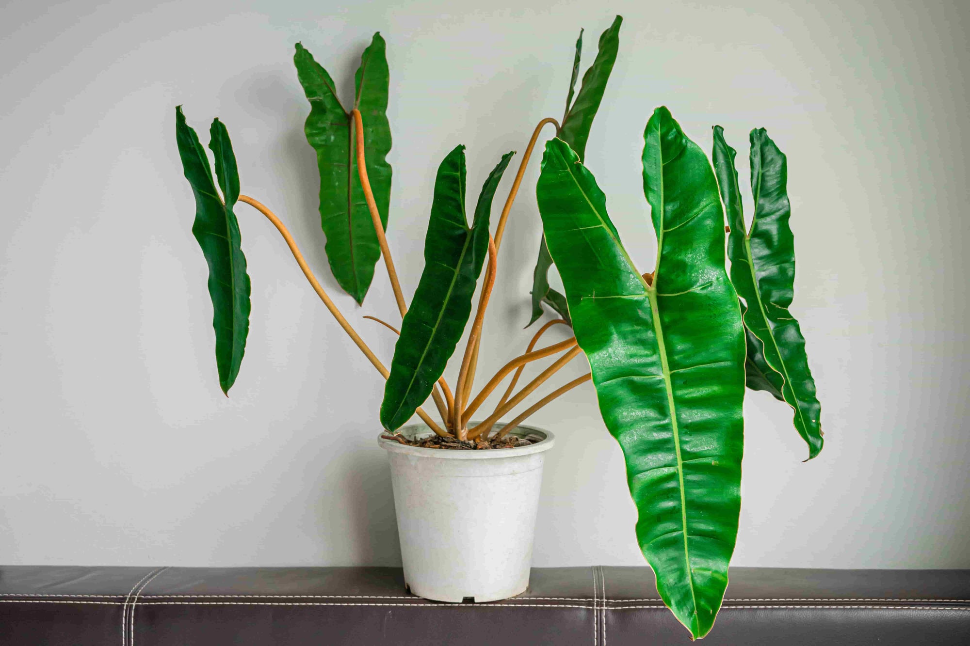 Alocasia Plant - Green Thumb Haven