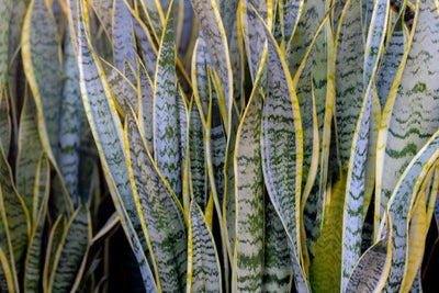 Ten Incredible Benefits of Having a Snake Plant