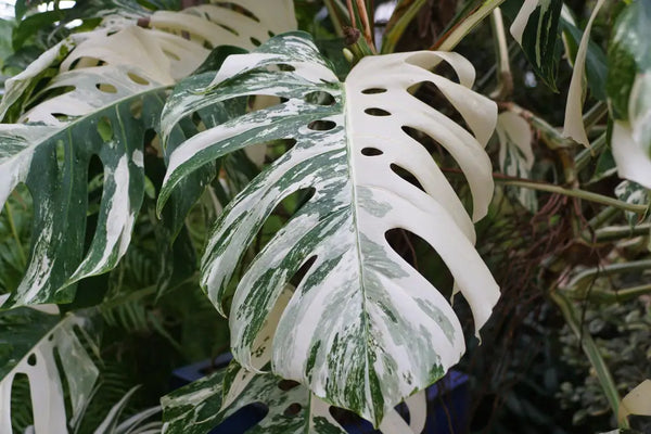 How to Care for a Monstera Thai Constellation