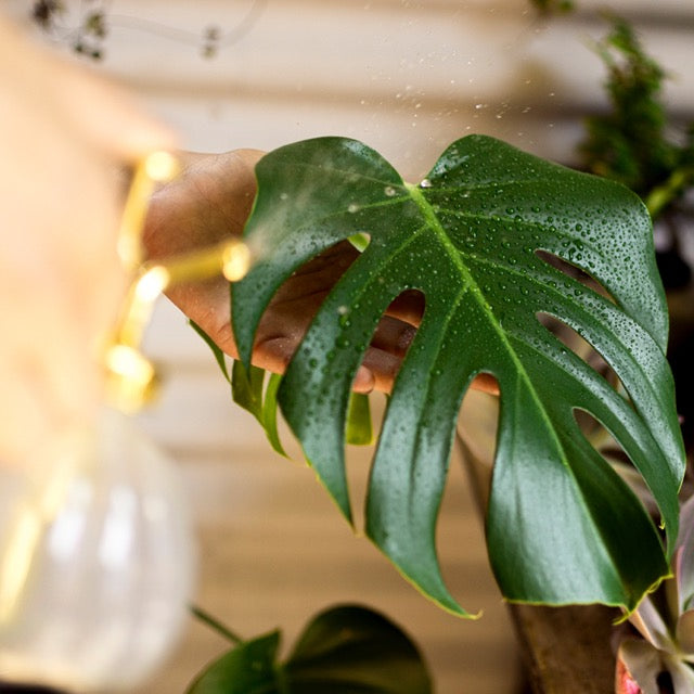 How to Increase Humidity for Plants Green Thumb Haven