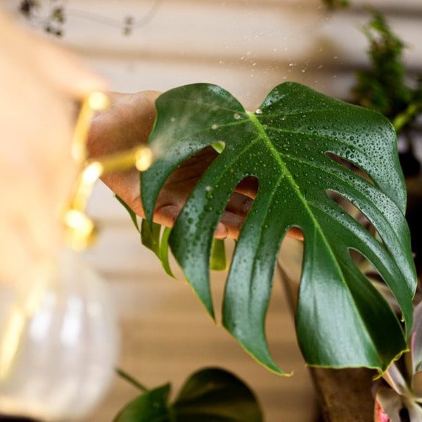 How to Increase Humidity for Plants