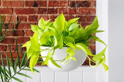 Neon pothos plant