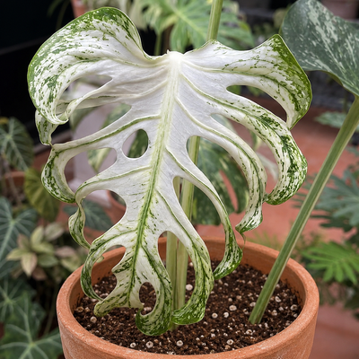Monstera devil