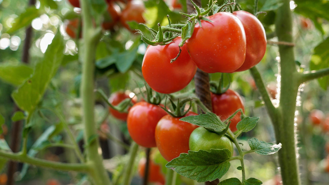 How to Care for Tomato Plants?
