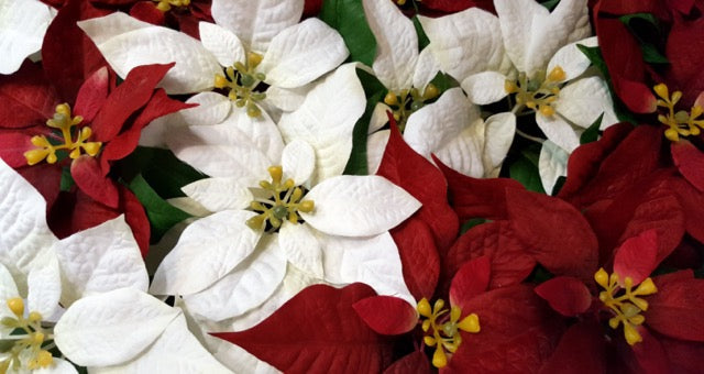 Poinsettia plants