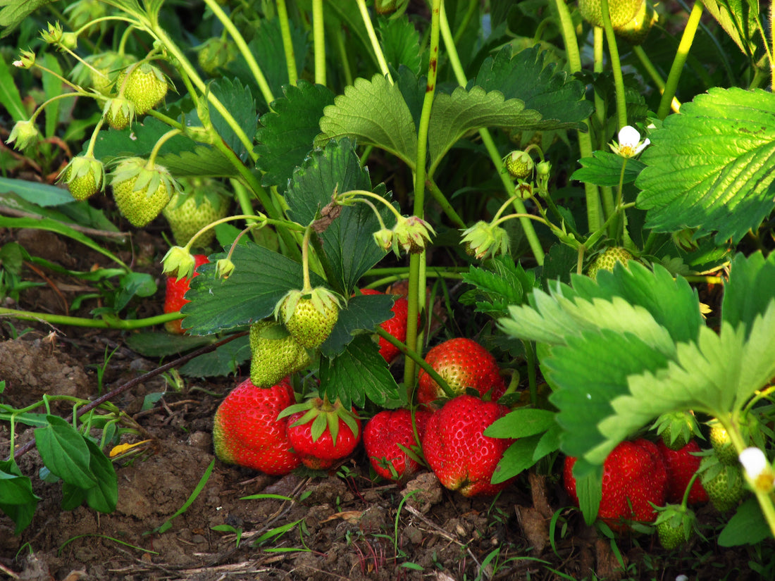 How to Grow Strawberries?