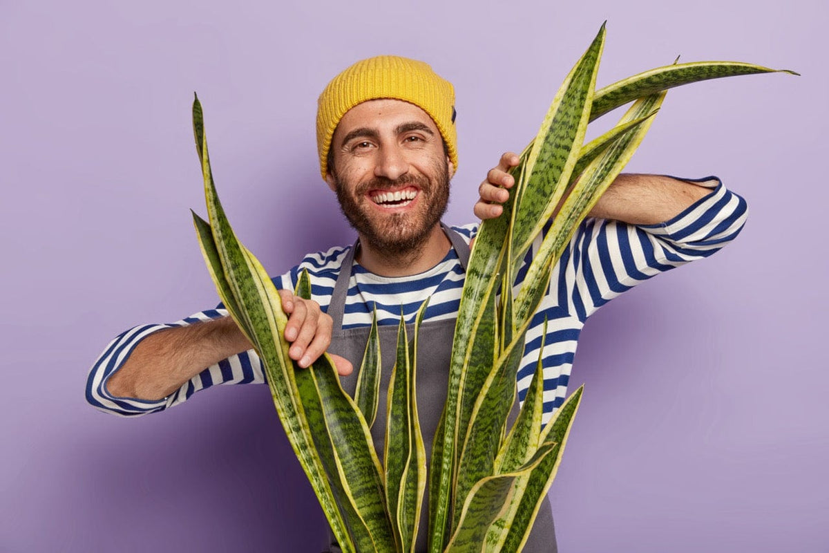 Nursery worker with snake plant