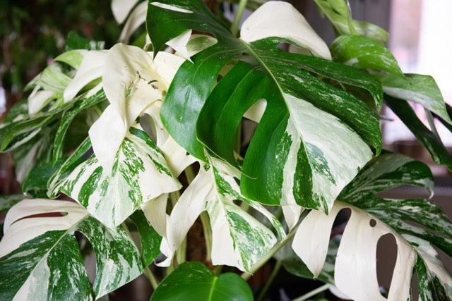 Monstera Plant