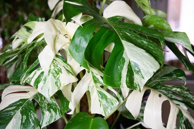 Monstera Plant