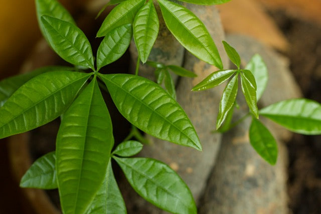How to Take Care of a Money Tree Green Thumb Haven