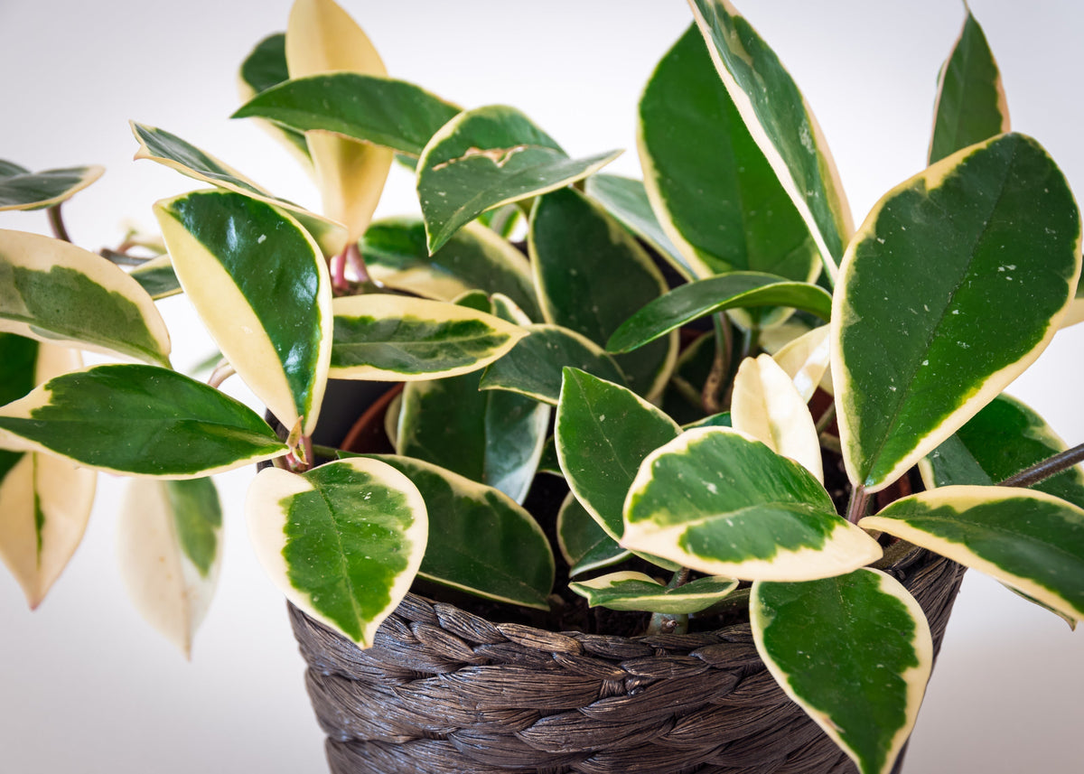 Potted hoya plant with green and yellow leaves on a white background