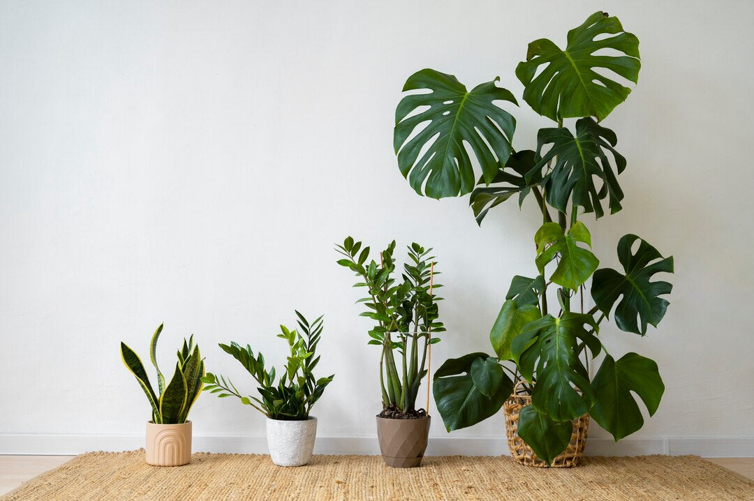 Various Plants