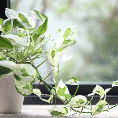 How to Grow and Care for Pearls and Jade Pothos Plant