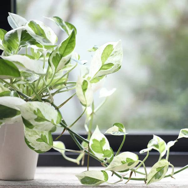 How to Grow and Care for Pearls and Jade Pothos Plant