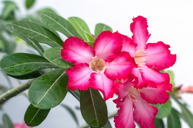 Desert Rose Plant