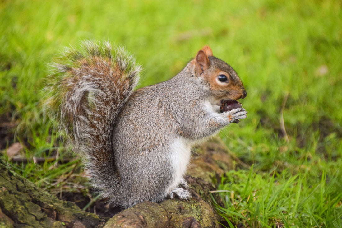 How to Keep Squirrels Out of the Garden?