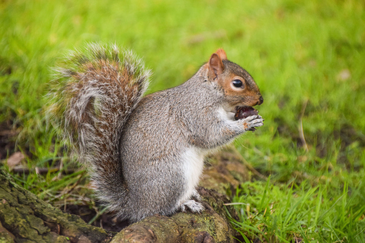 How to Keep Squirrels Out of the Garden? Green Thumb Haven