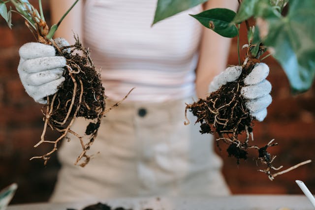 Plant Propagation