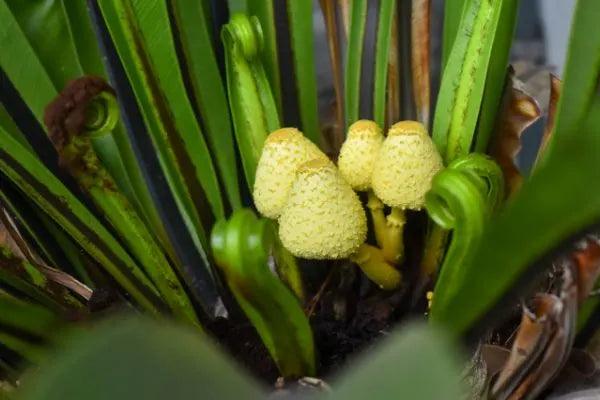 Mushrooms in soil