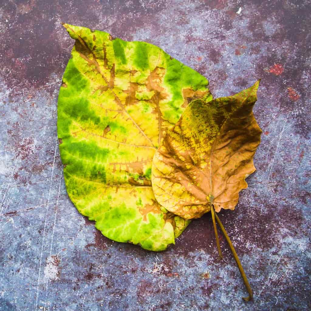 Yellowing Leaves