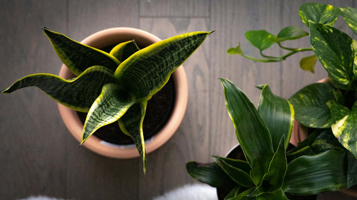 Snake plant in a terracotta planter