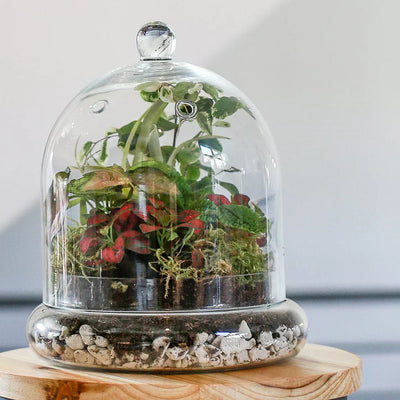 Glass Terrarium with Plants