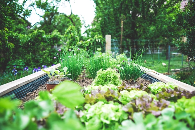 How to Start a Vegetable Garden: The Ultimate Beginner’s Guide - Green Thumb Haven