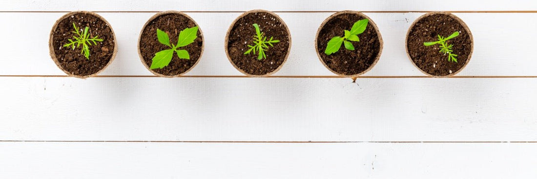 Mastering Plant Propagation 101: The Key to Unlocking Your Green Thumb - Green Thumb Haven