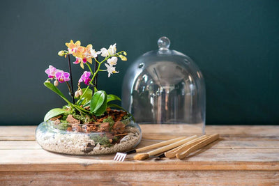 Open vs. Closed Terrariums: Which is Right for You?