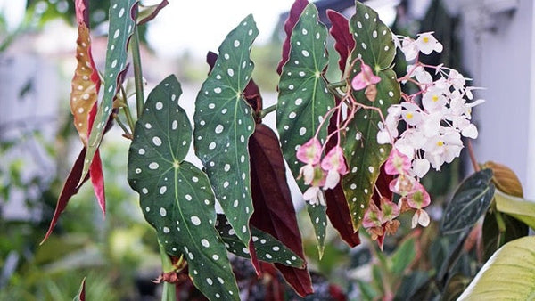 How to Grow and Care for Polka Dot Begonia