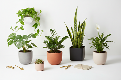 Assortment of easy indoor plants - Green thumb Haven