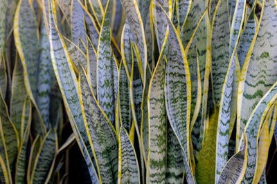 Snake Plant Care Guide: Tips for Keeping Your Green Companion Healthy and Thriving