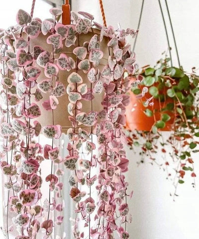 How to Grow and Care for String of Hearts - Green Thumb Haven