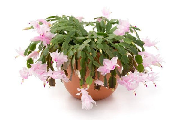 How to Care for Christmas Cactus Plant?