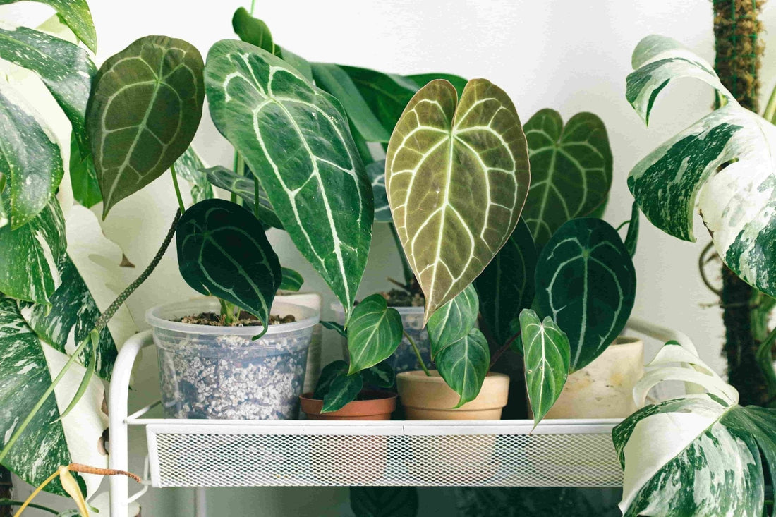 Top 10 Indoor Plants to Elevate Your Space- Green Thumb Haven