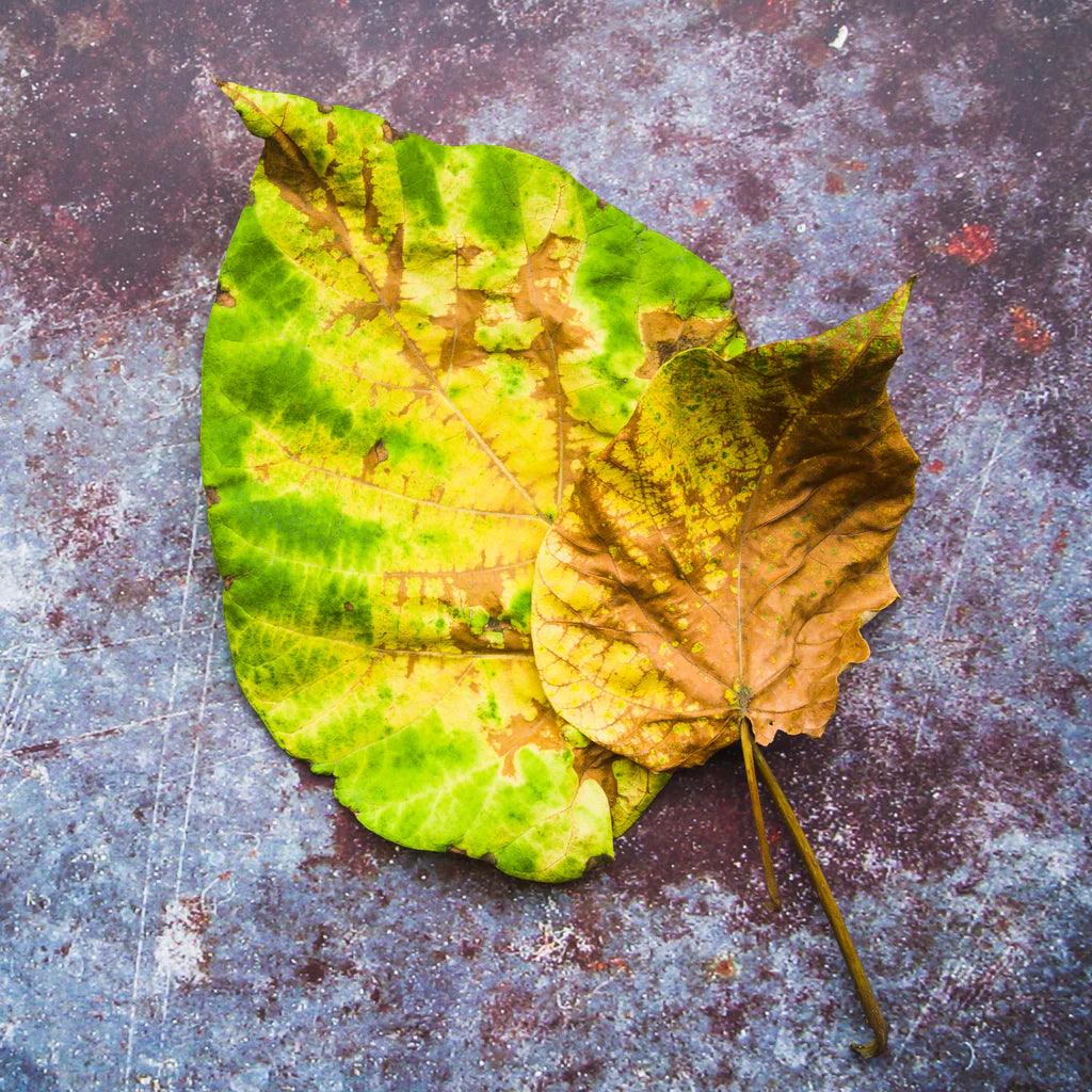Withered Plant