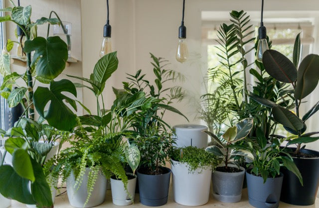 Low light plants on a stand