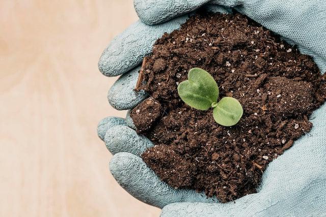 When to Fertilize Indoor Plants: A Comprehensive Plant Guide - Green Thumb Haven
