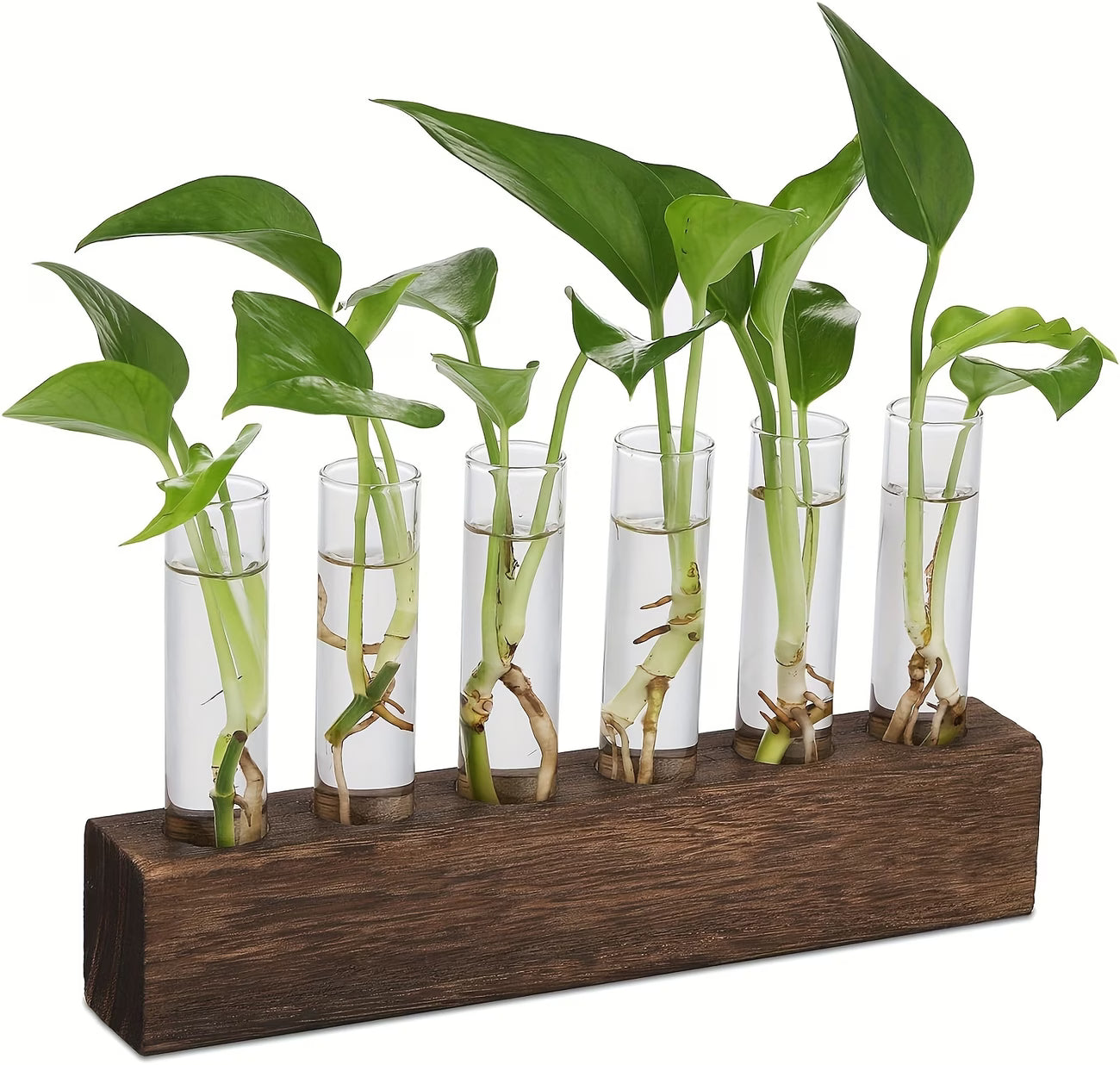 Wooden plant propagation station with borosilicate glass vases displayed on desk with plant cuttings