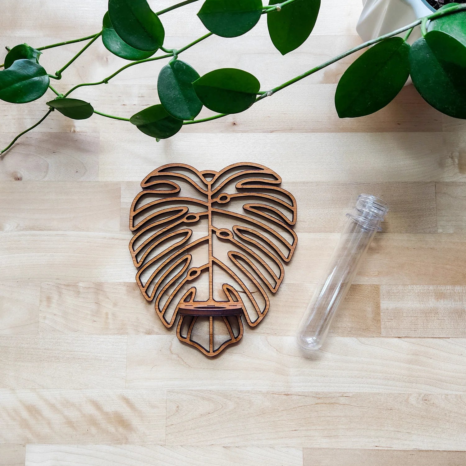 Monstera Wall Propagation Station Green Thumb Haven