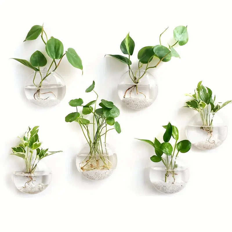 Plant Glass Terrarium