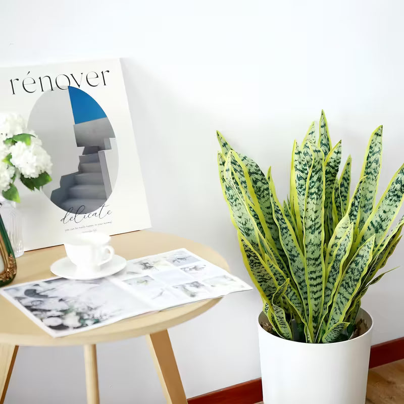 Potted snake plant next to a magazine on a table with a white wall background