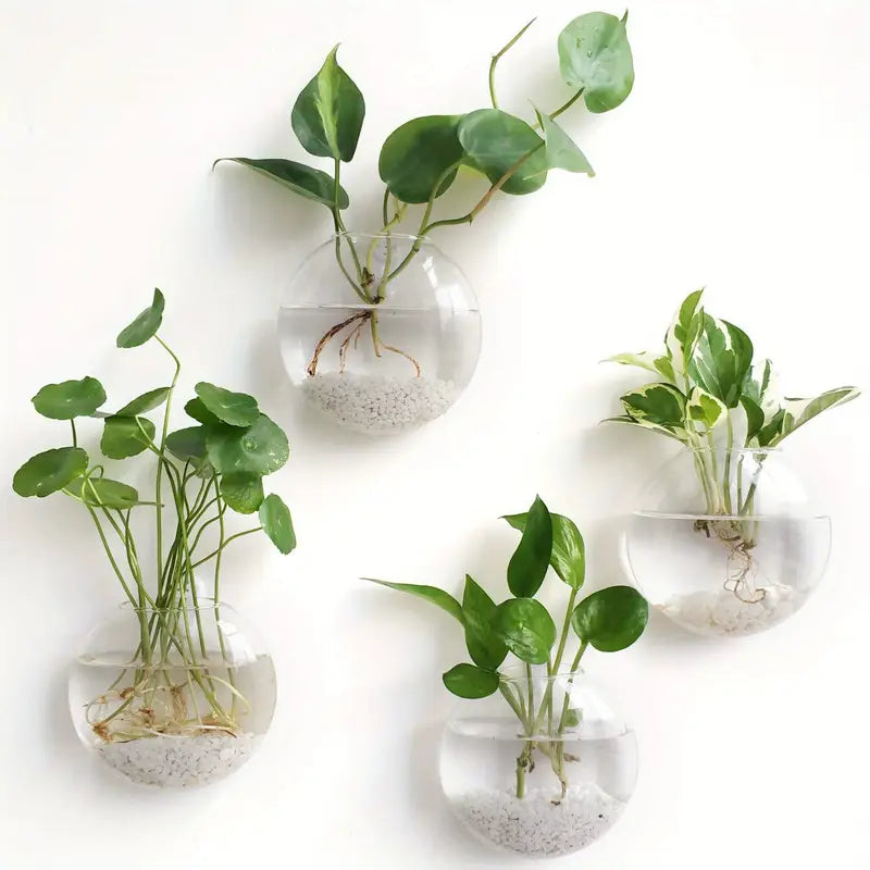 Set of four wall-mounted glass planters with green plants on a white background