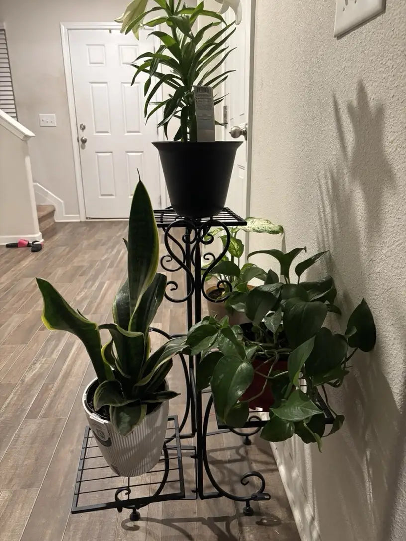 Plants on black plant stand