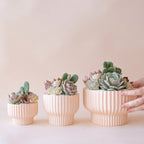 Presley Pedestal Ceramic Planter Jungle Club