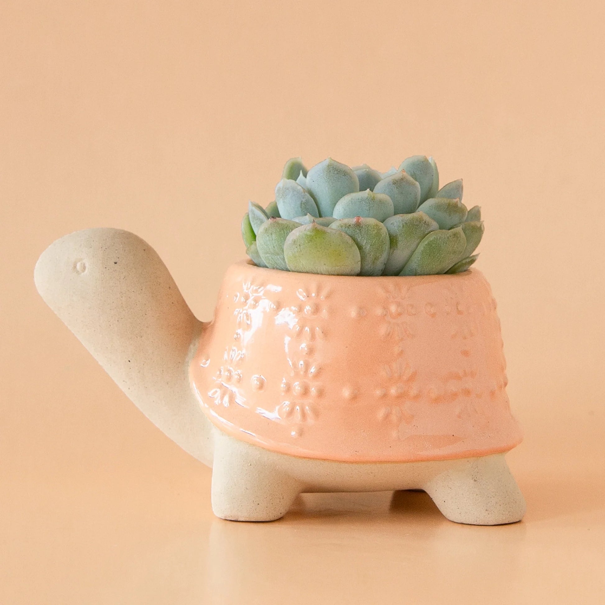 Turtle Ceramic Planter | Sunset