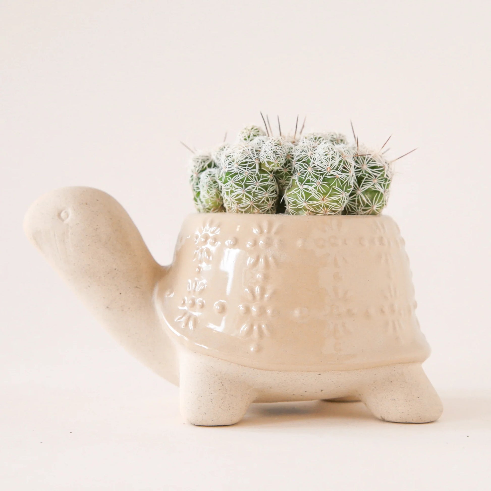 Turtle Planter | Sand