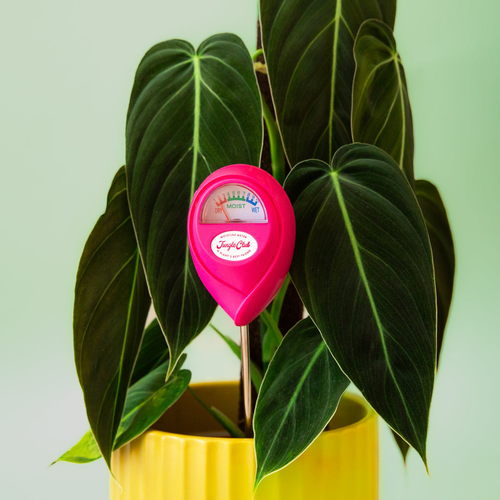Pink plant moisture meter in a potted plant with a light green background