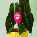 Pink plant moisture meter in a potted plant with a light green background
